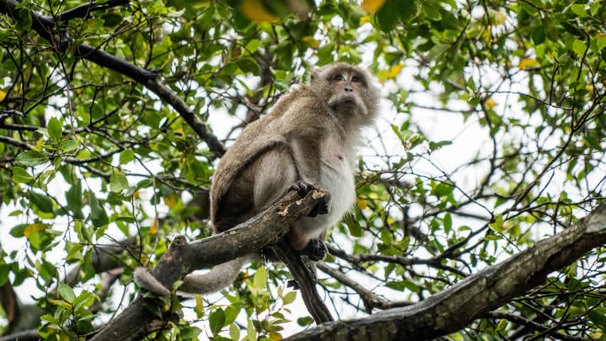 Фото - Россиянка побывала в Таиланде и пожаловалась на бросающихся на туристов обезьян