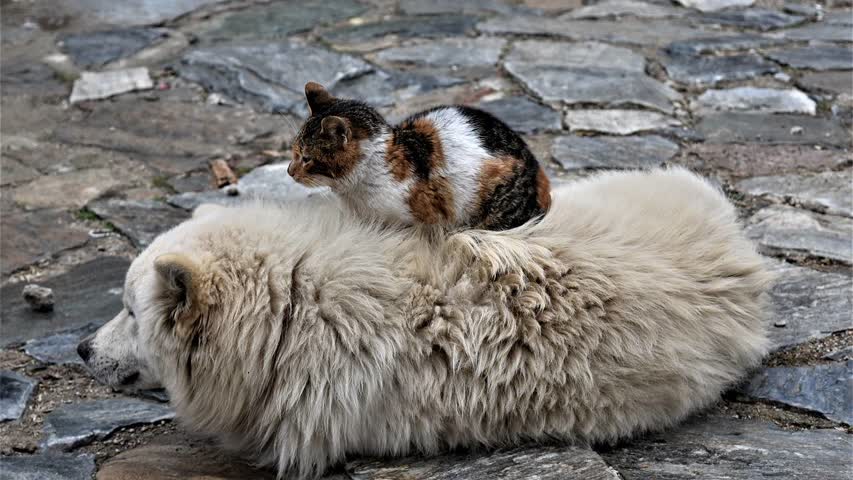 Фото - В Турции придумали способ помогать бездомным животным за счет туристов